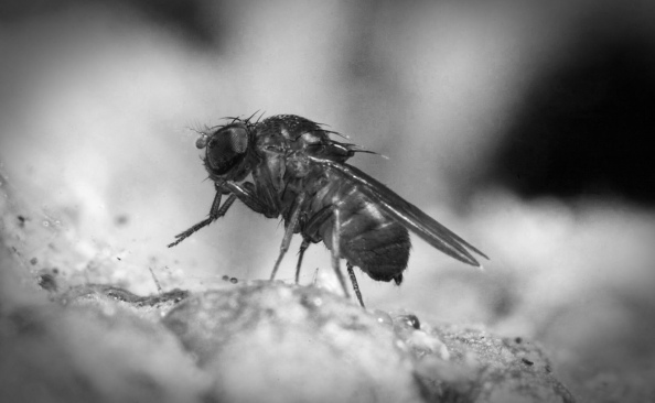 Early experiments on Drosophila birchii  suggested it lacked the genetic potential to evolve in response to climate change. Image credit: Andrew Weeks